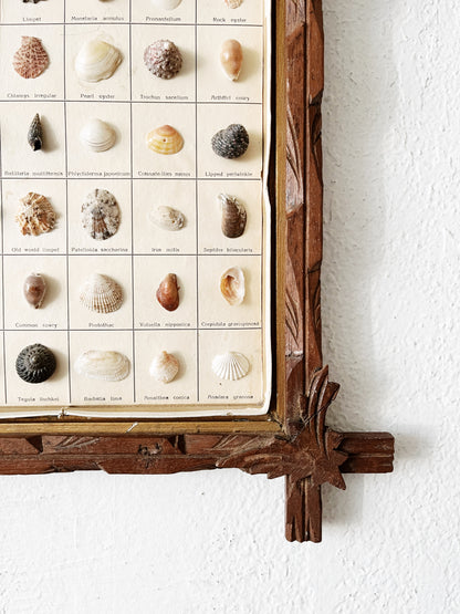 Vintage Shell Collection