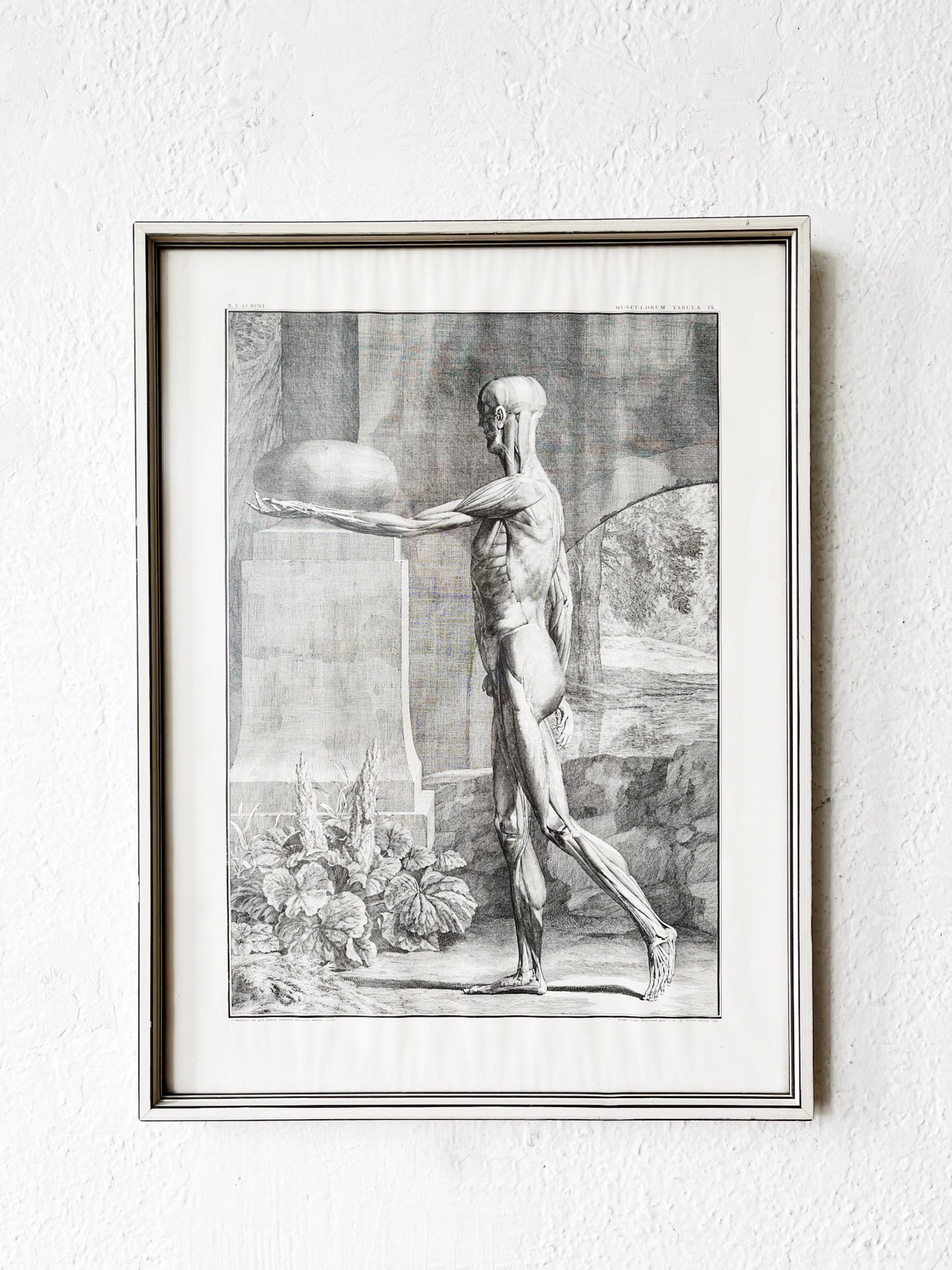 Vintage Anatomical Print