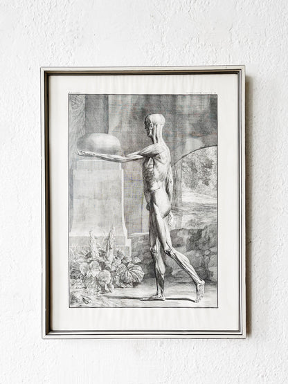 Vintage Anatomical Print