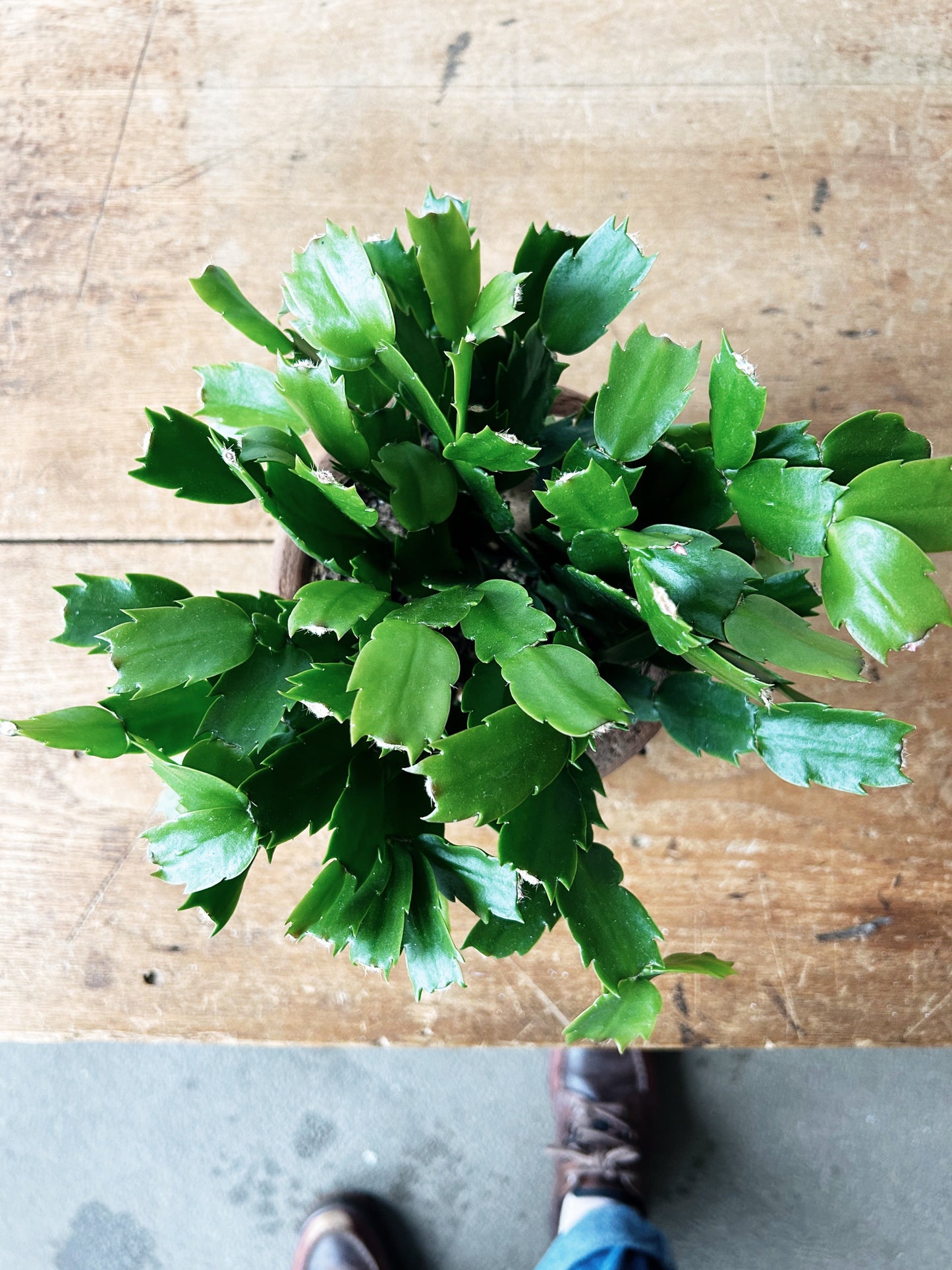 Potted Flowering Cactus