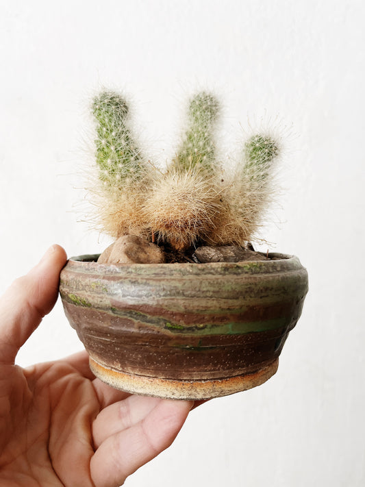 Mammillaria senilis in Vintage Clay