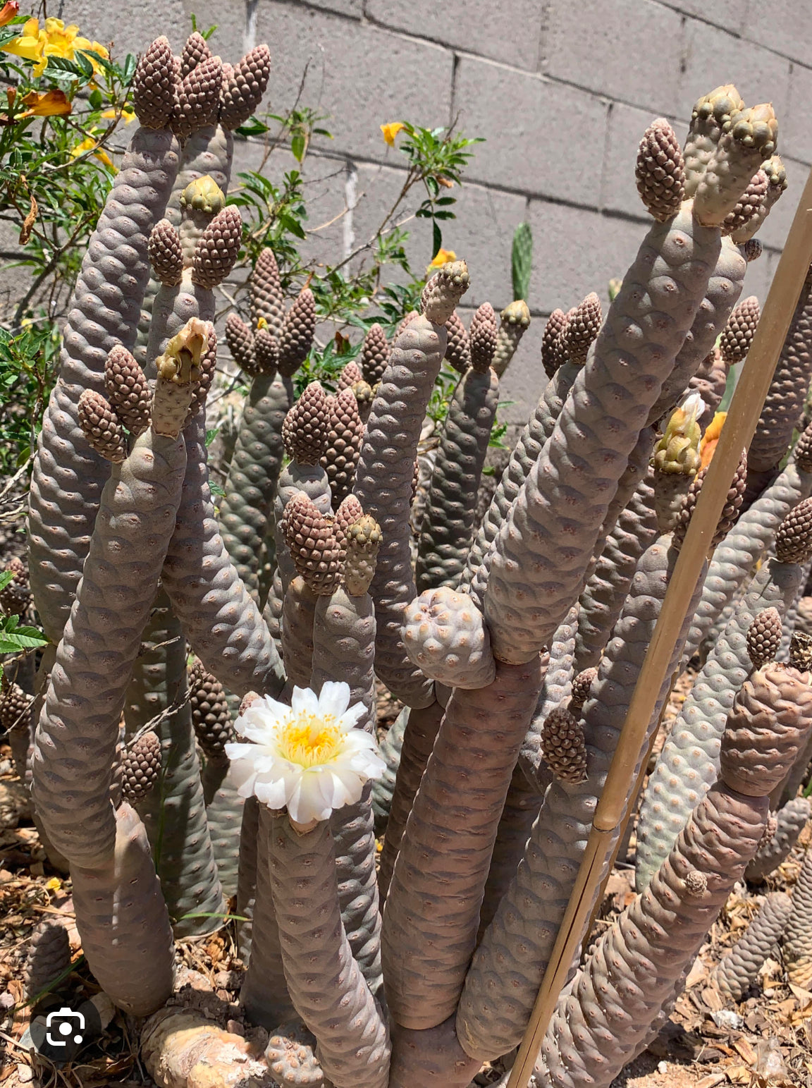 Rare Tephrocactus articulatus in Handamde Marbled Clay