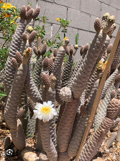 Rare Tephrocactus articulatus in Handamde Marbled Clay
