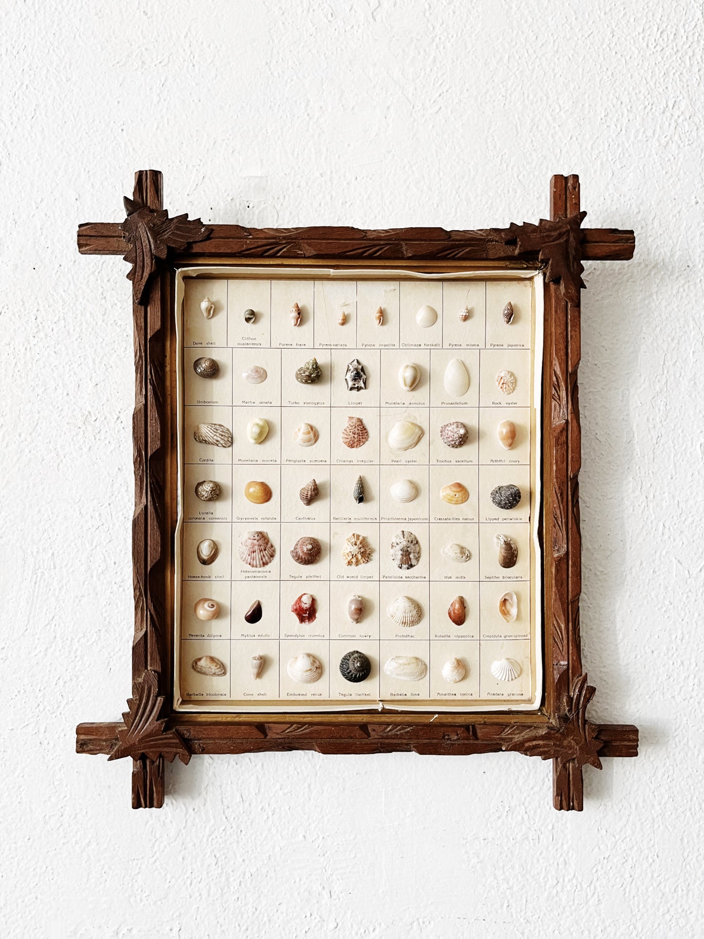 Vintage Shell Collection