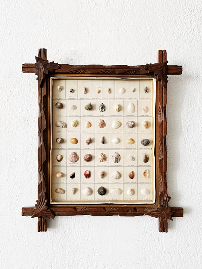 Vintage Shell Collection