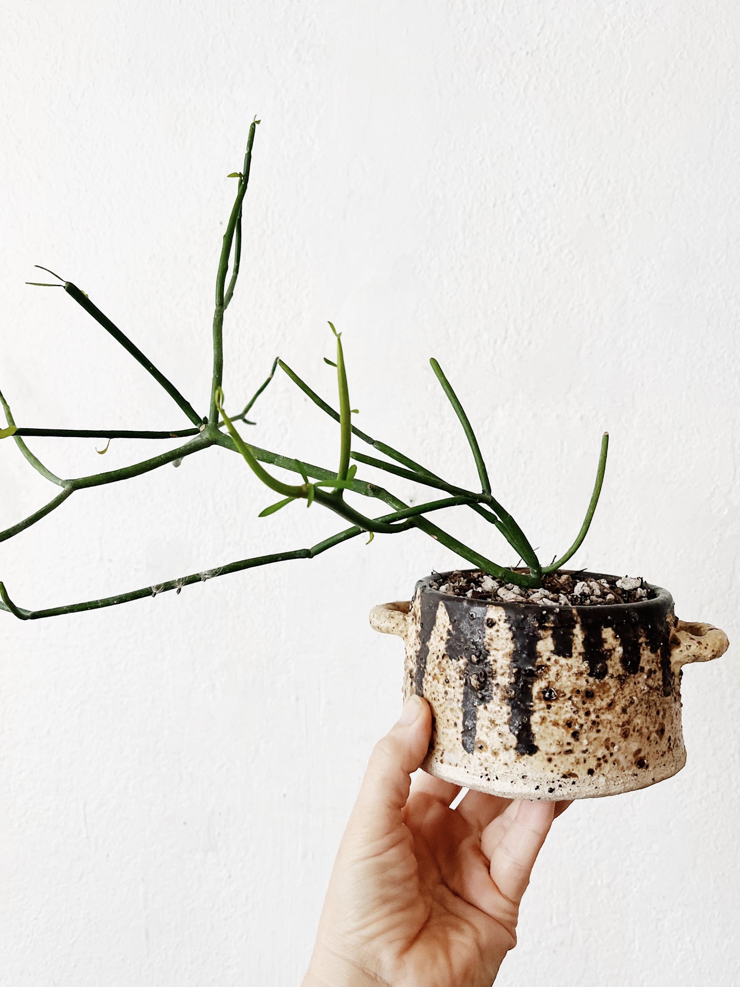 Euphorbia Tirucalli in Vintage Ceramic