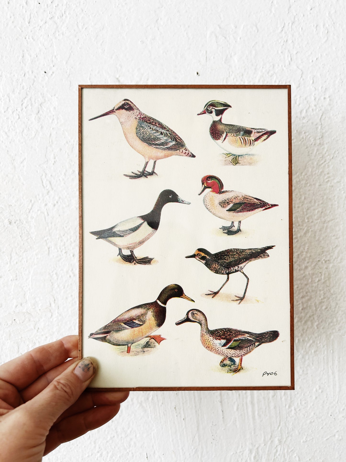 Vintage Framed Illustration