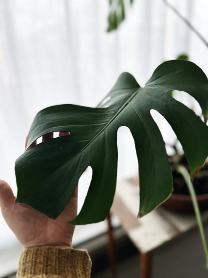 XL Potted Monstera in Terra