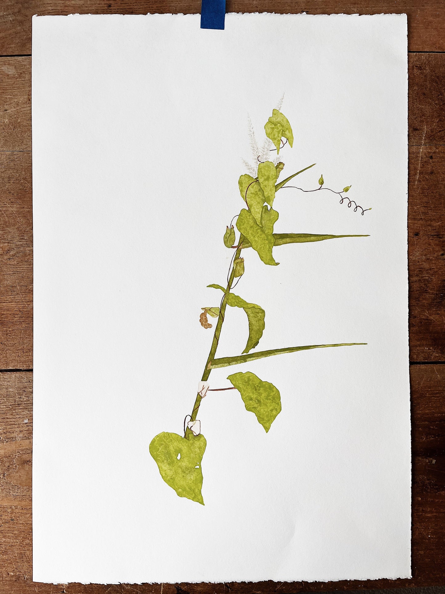 Original Botanical Watercolor