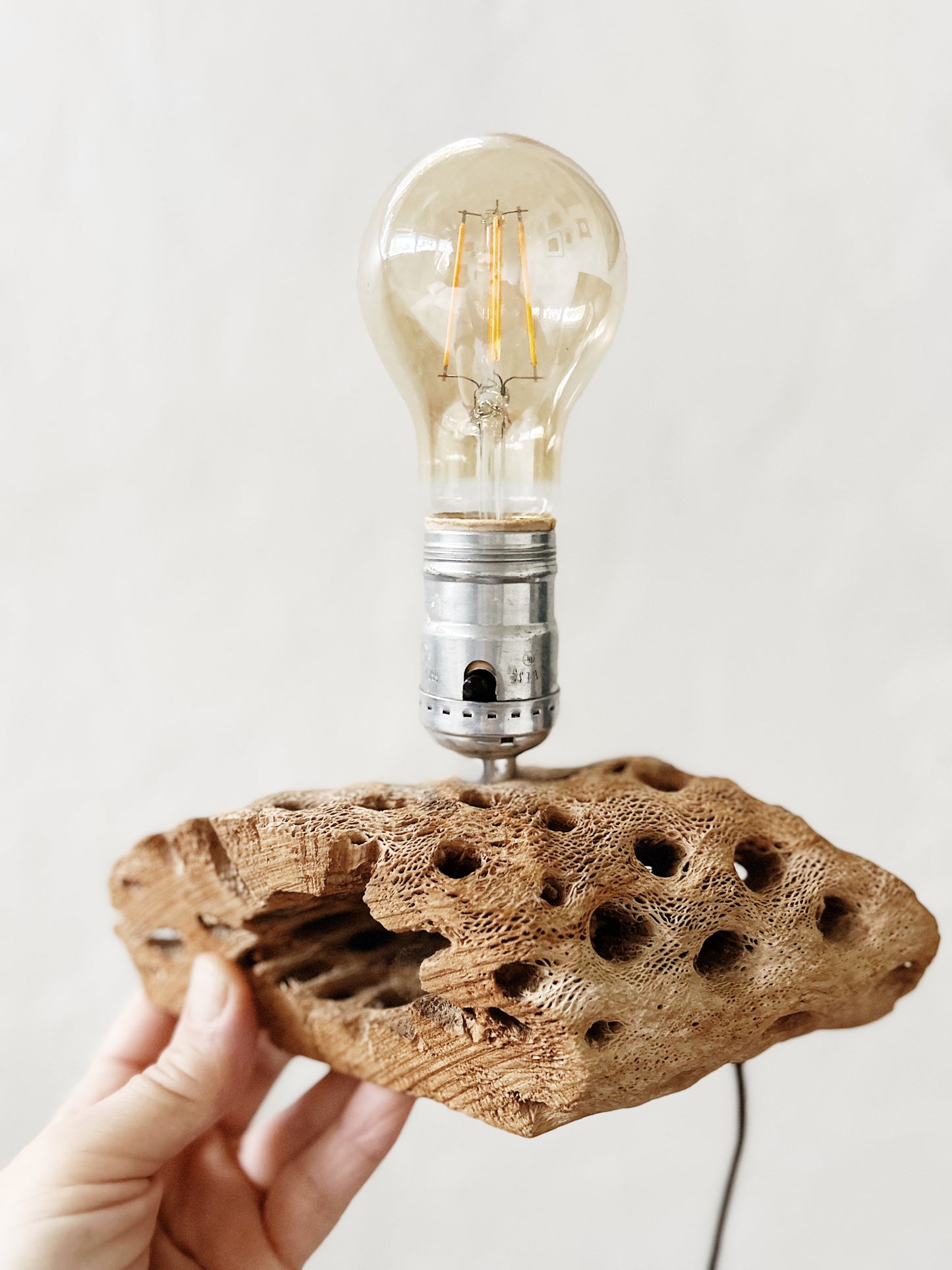Cholla Lamp