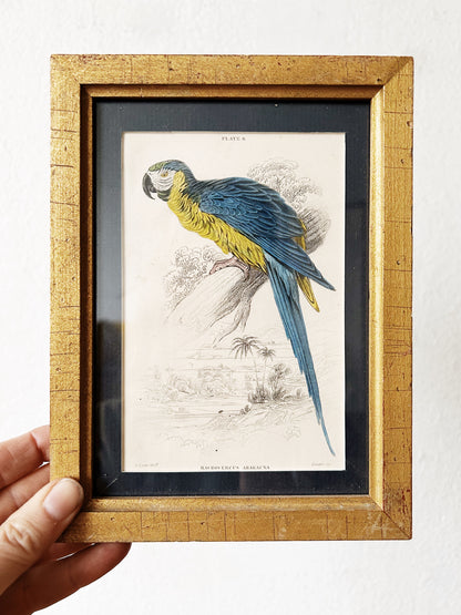 Antique Lizars Framed Hand Tint Book Plate