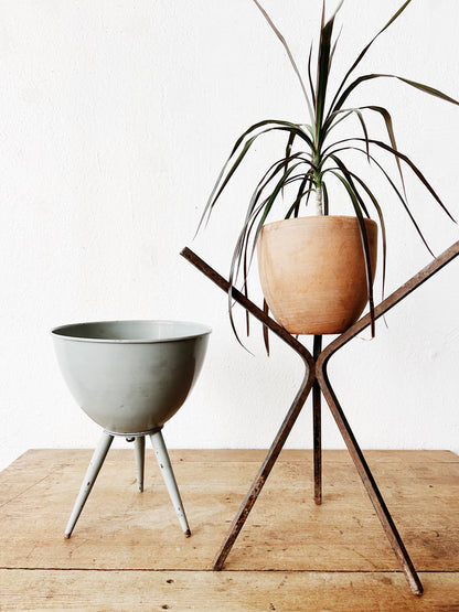 Mid Century Planty