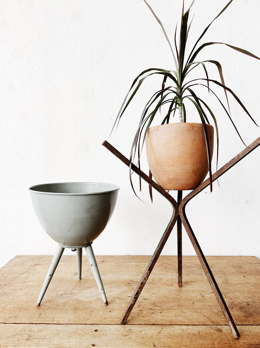 Mid Century Planty