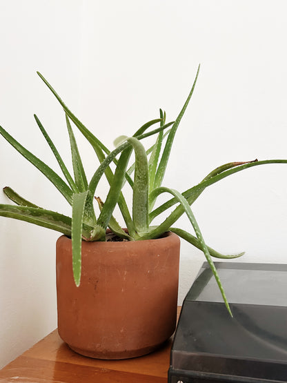 Mature Potted Aloe Plant