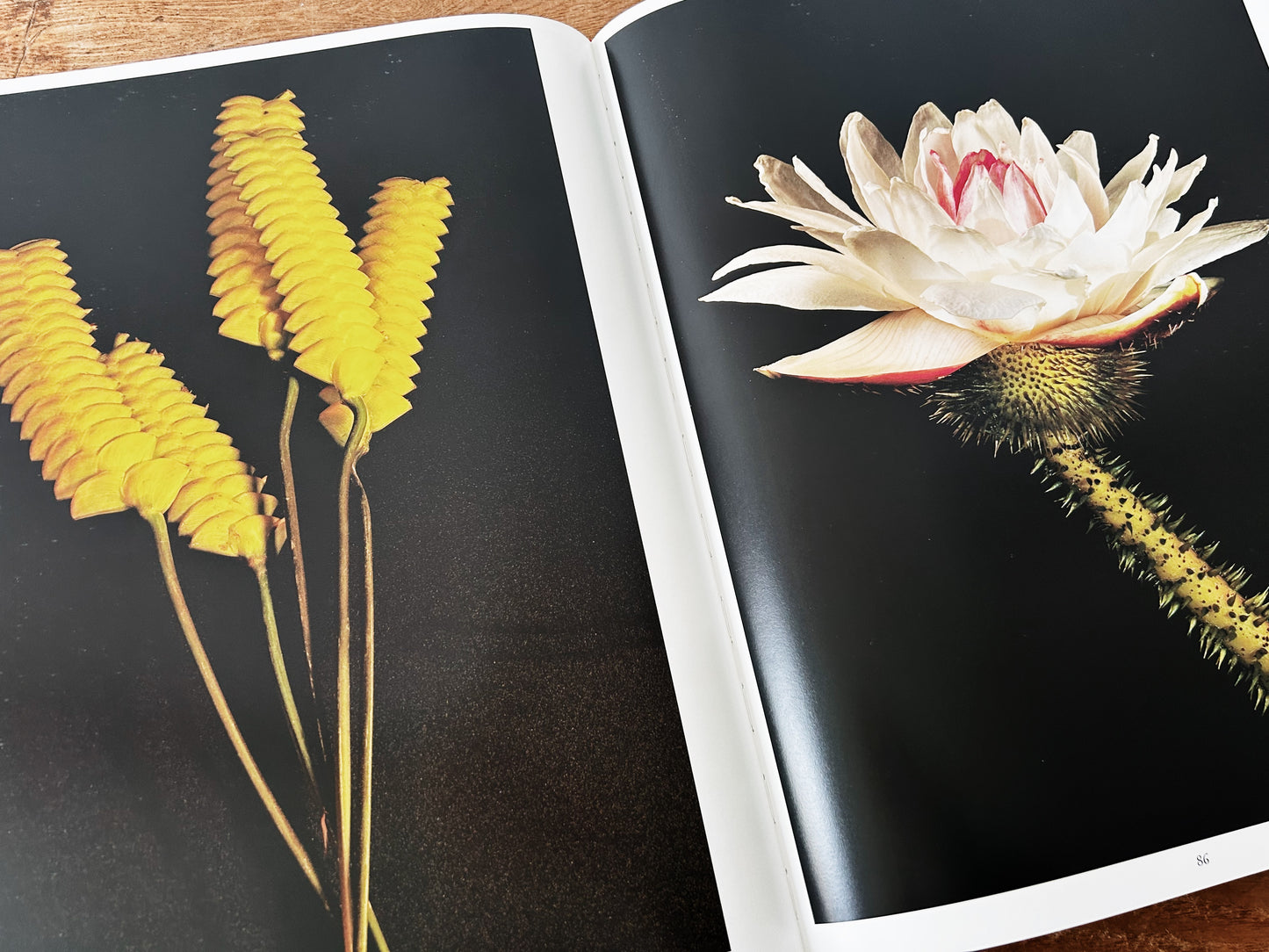 Botanica Magnifica Large Format Hard Cover Art Book