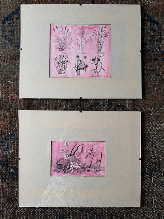 Vintage Watercolor Botanical Etching