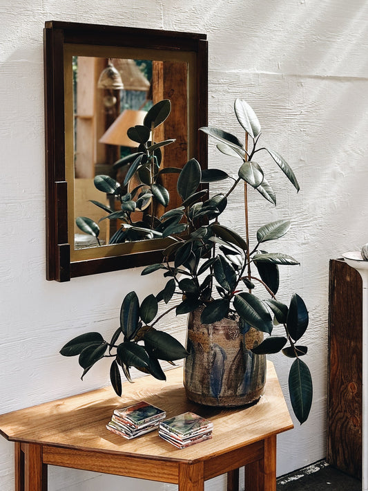 Ficus Elastica Potted in Vintage Ceramic