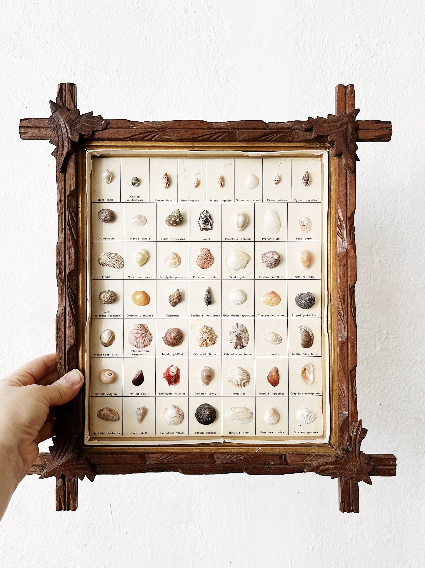 Vintage Shell Collection