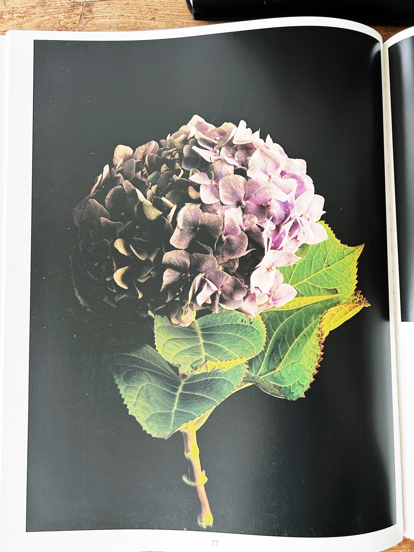 Botanica Magnifica Large Format Hard Cover Art Book