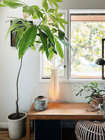 Rare Single Trunk Pachira Floor Plant