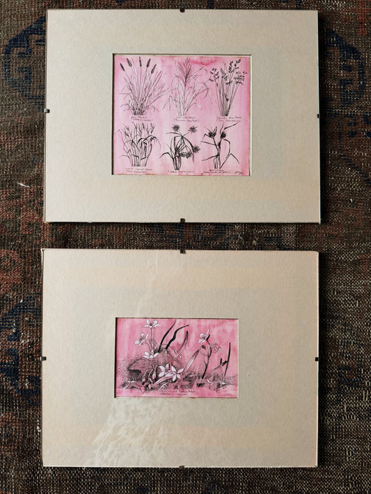 Vintage Watercolor Botanical Etching