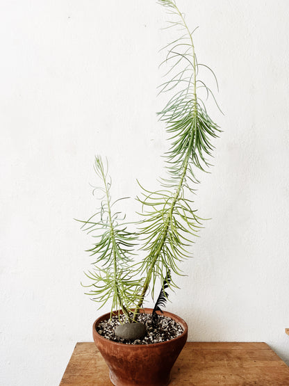 Senecio Barbertonicus in Vintage Terra