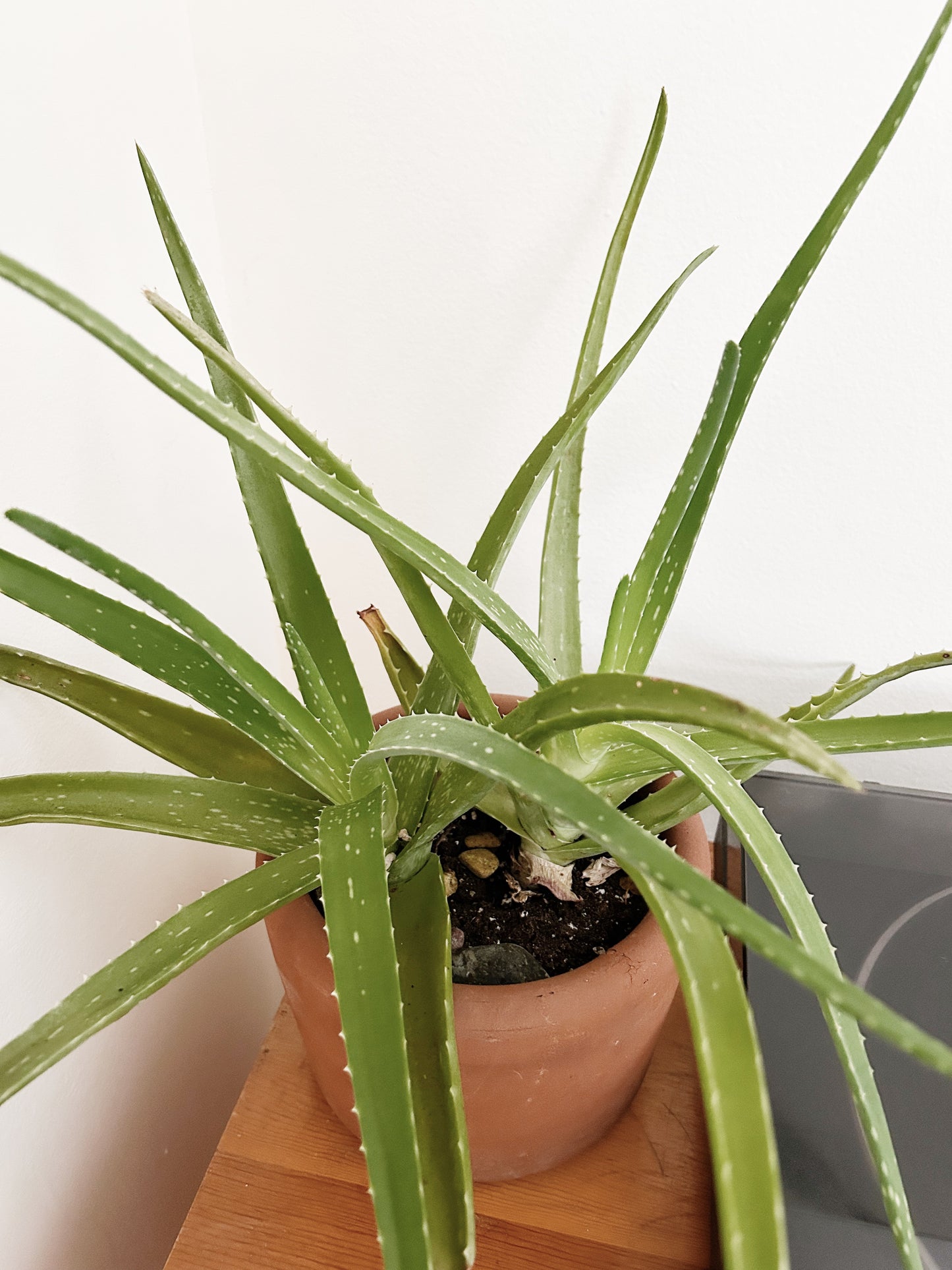 Mature Potted Aloe Plant