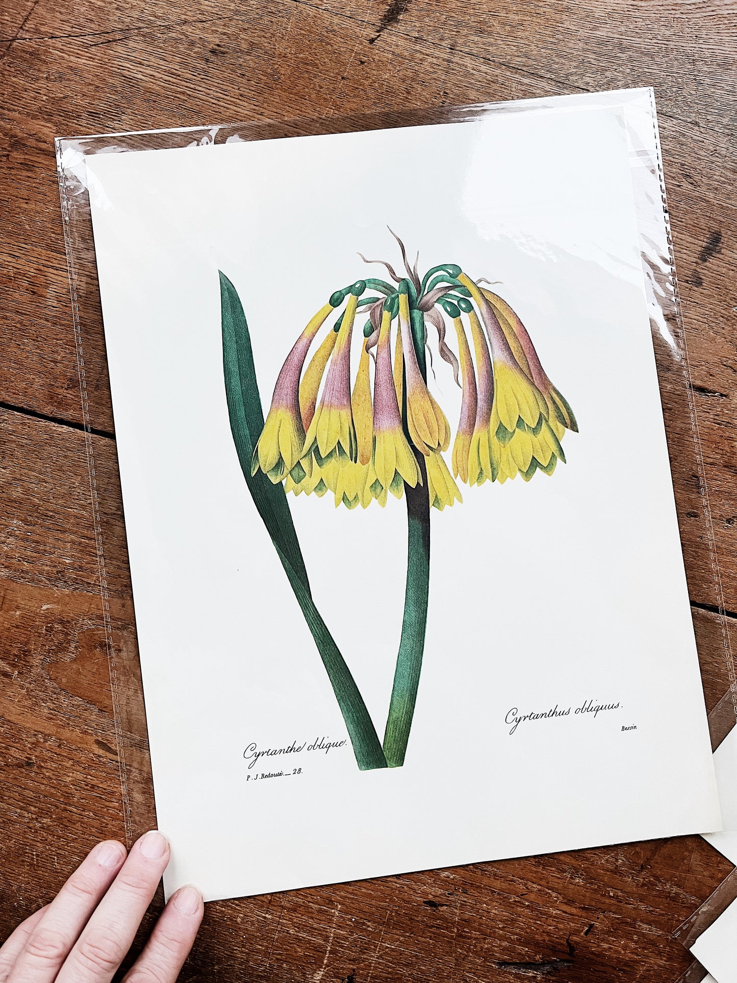 Antique Botanical Plate