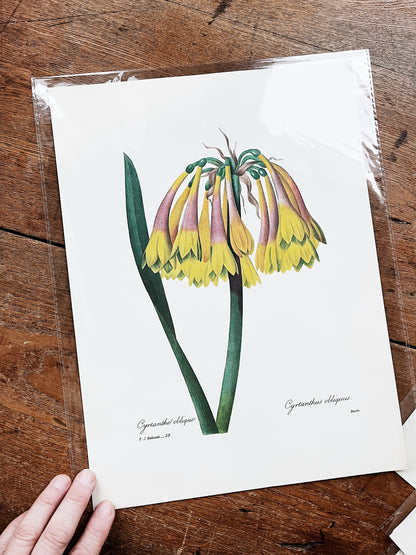 Antique Botanical Plate