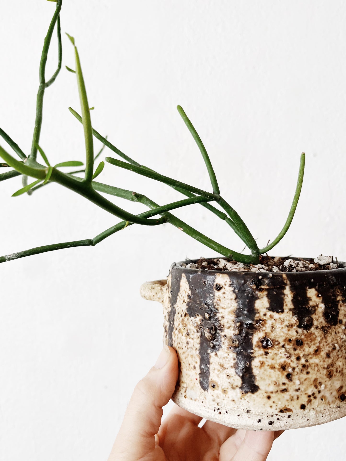 Euphorbia Tirucalli in Vintage Ceramic