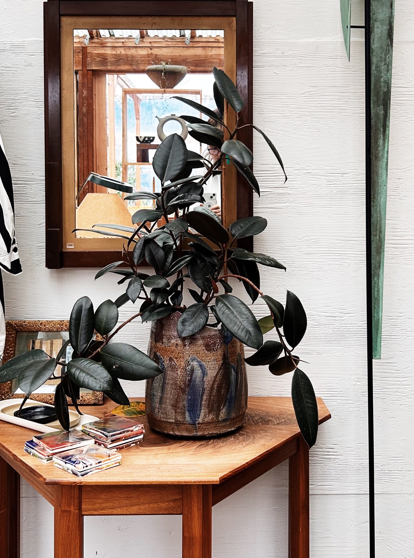 Ficus Elastica Potted in Vintage Ceramic