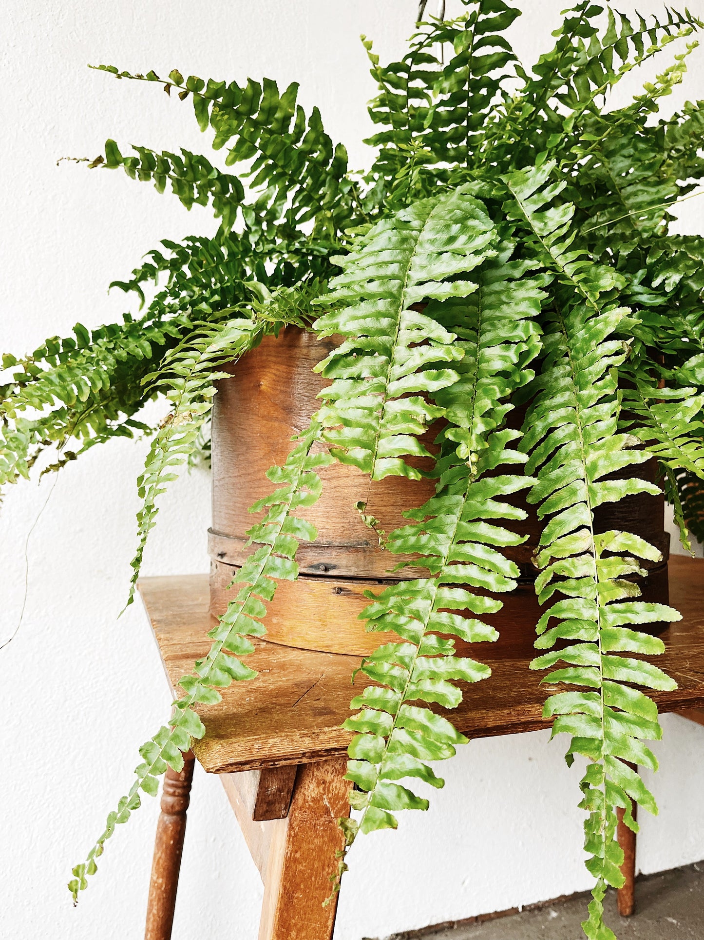 Oversized Primitive Wood Band Box