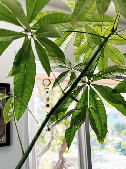 Rare Single Trunk Pachira Floor Plant