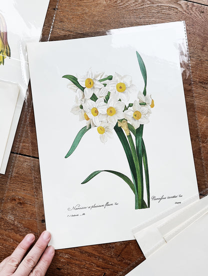 Antique Botanical Plate