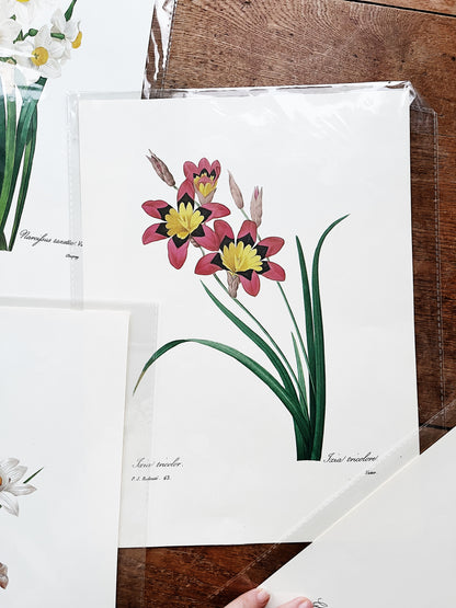 Antique Botanical Plate