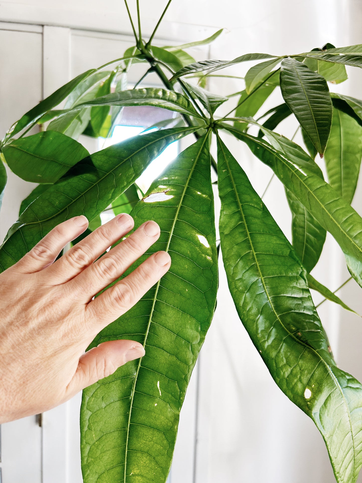 Rare Single Trunk Pachira Floor Plant