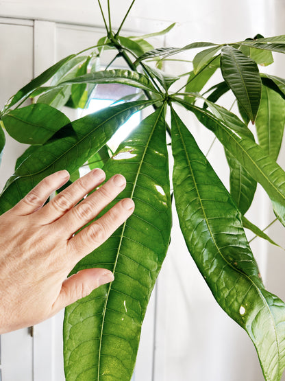 Rare Single Trunk Pachira Floor Plant