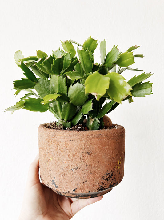 Potted Flowering Cactus