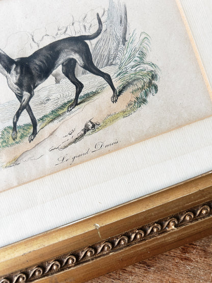 Antique French Great Dane Etching