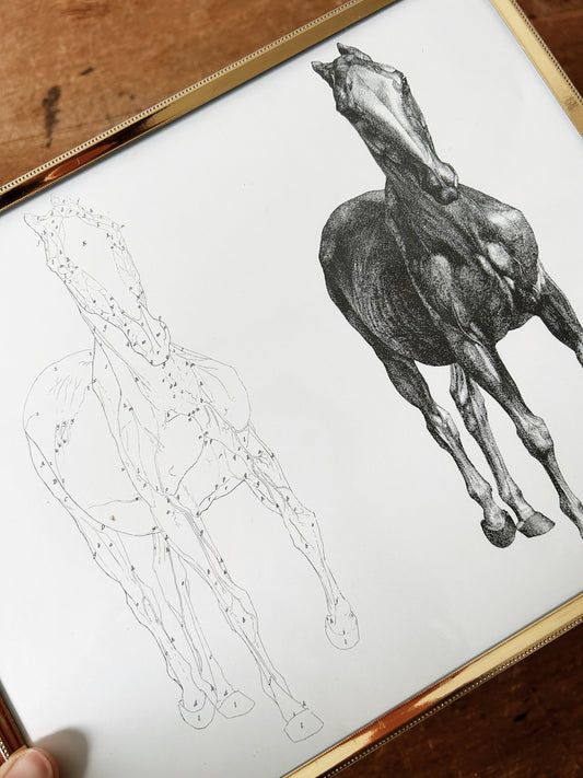 Vintage Framed George Stubbs Book Plate