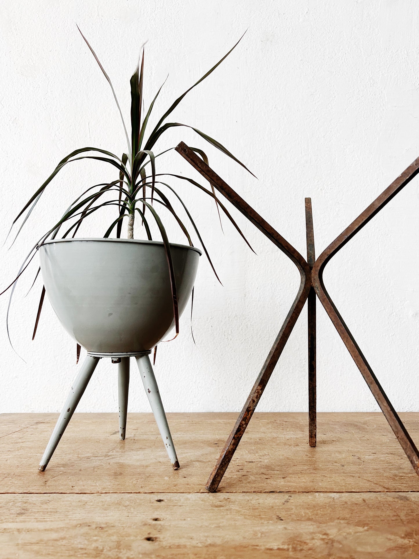 Mid Century Planty