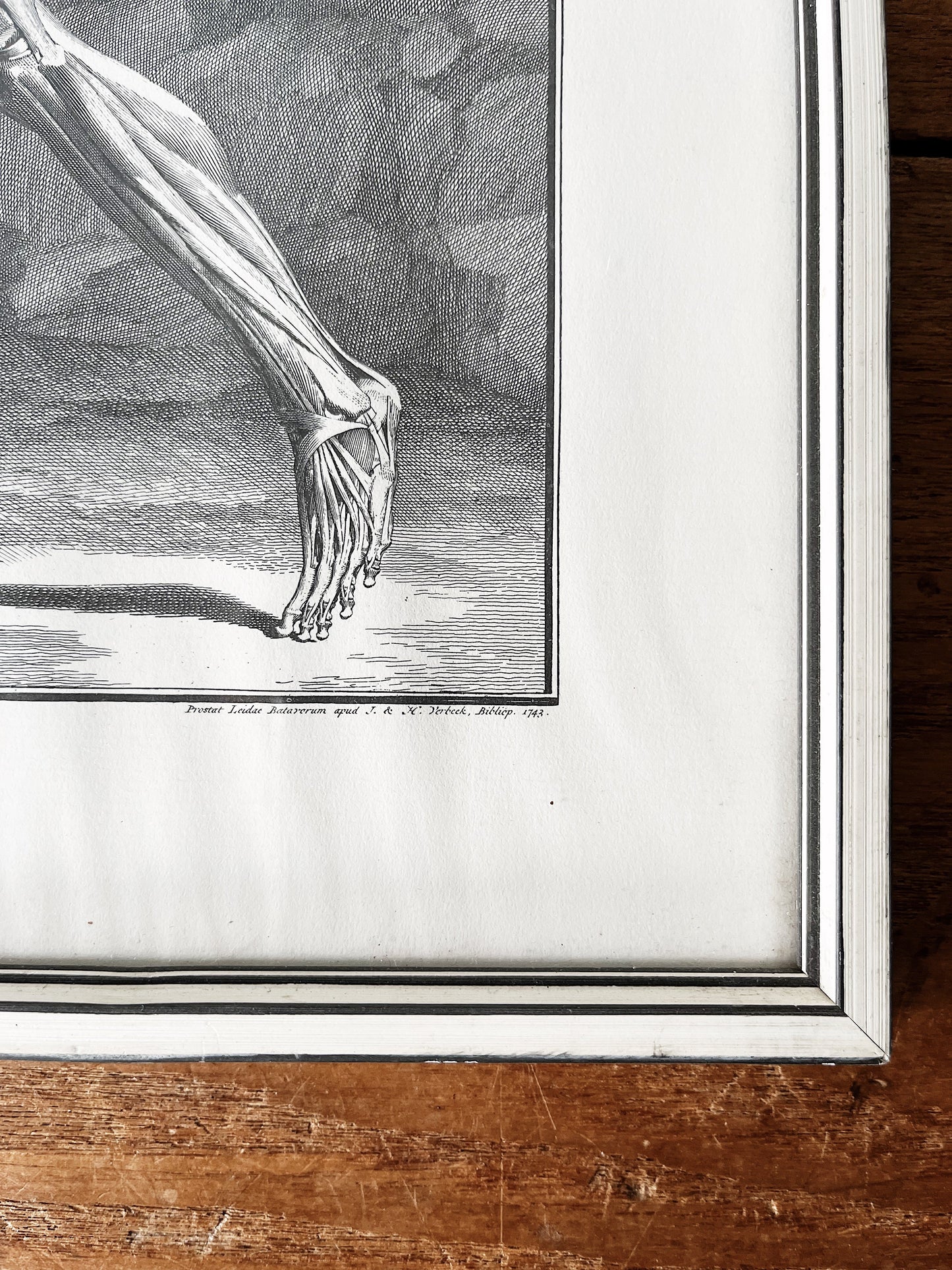 Vintage Anatomical Print
