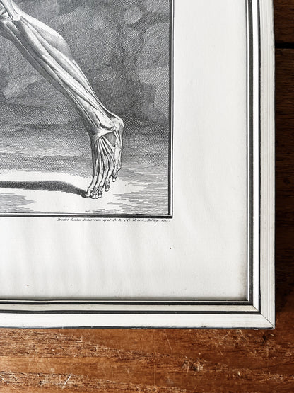 Vintage Anatomical Print
