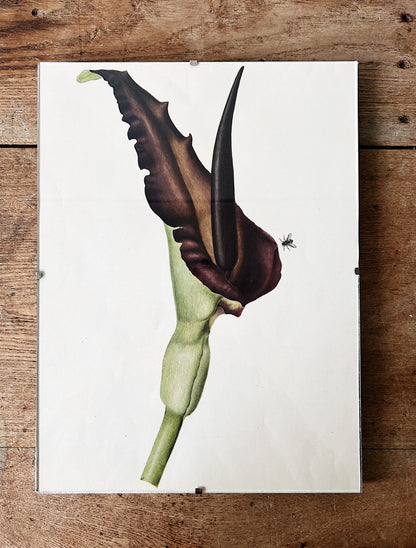 Mid Century Botanical Print