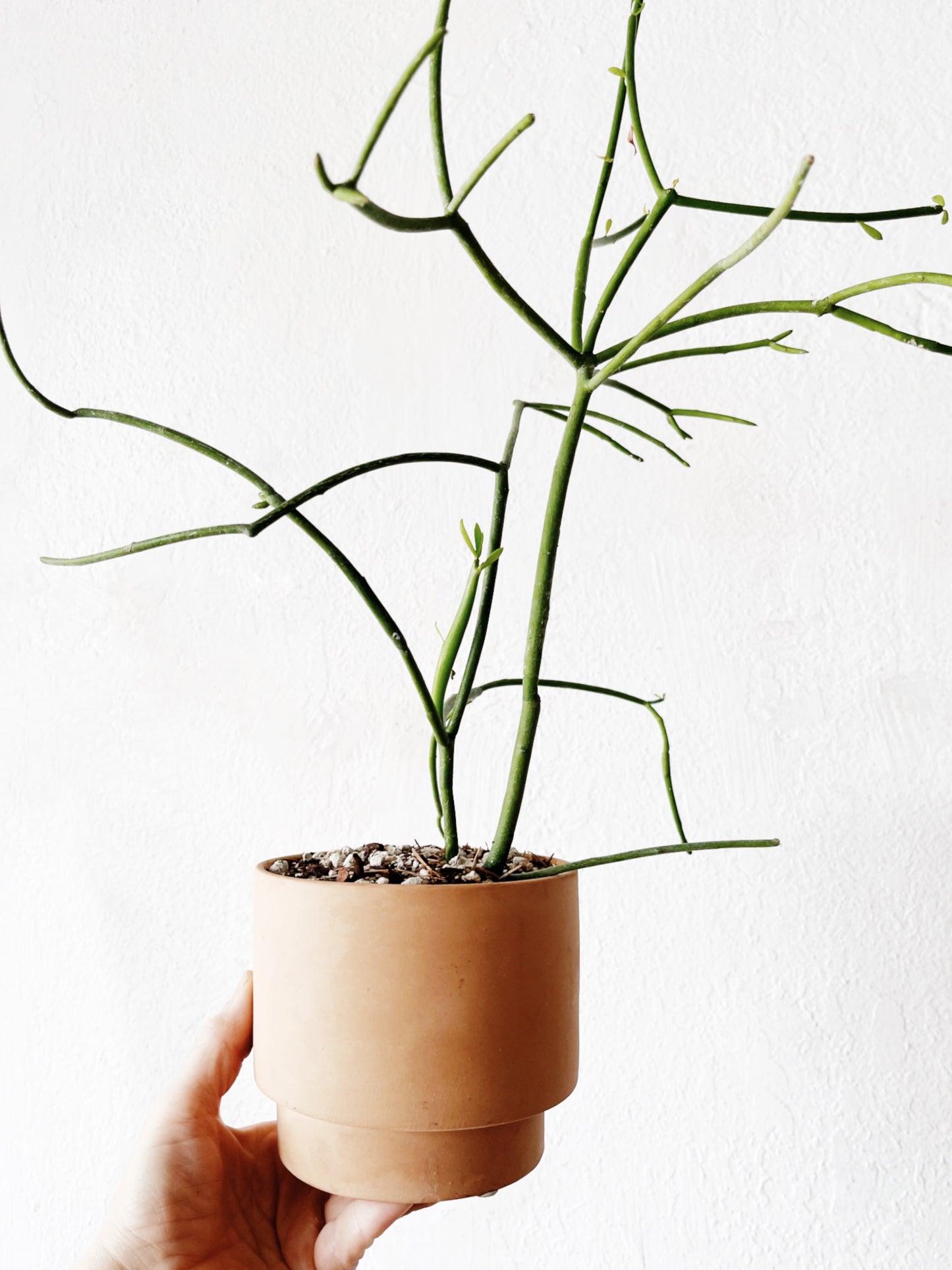 Euphorbia Tirucalli in Ceramic