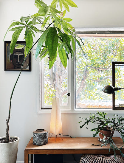 Rare Single Trunk Pachira Floor Plant