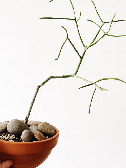 Euphorbia Tirucalli in Terra Cotta