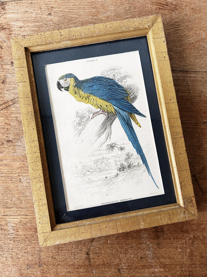 Antique Lizars Framed Hand Tint Book Plate