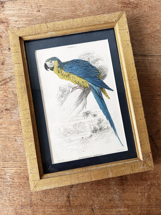 Antique Lizars Framed Hand Tint Book Plate