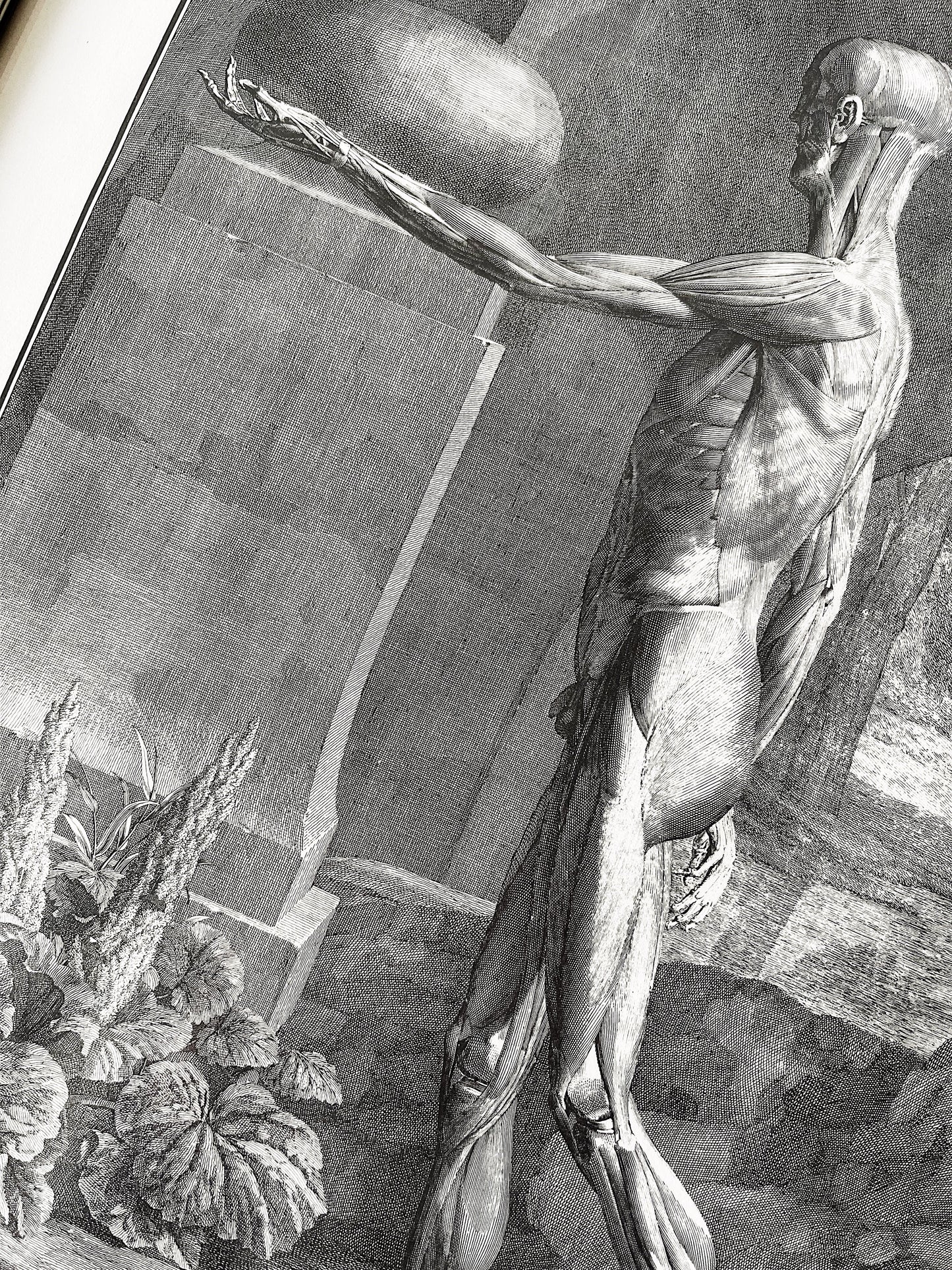 Vintage Anatomical Print